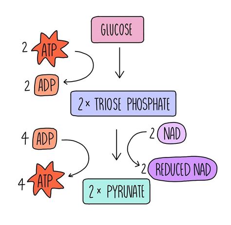 Respiration (A Level) — the science sauce