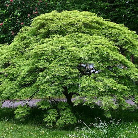 Acer Palmatum Seeds, Japanese Maple Seeds - heyouseeds – HeYou Seeds