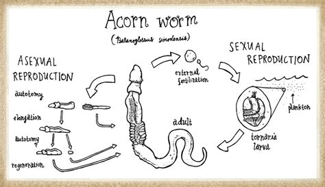 Acorn weevil life cycle - mobery