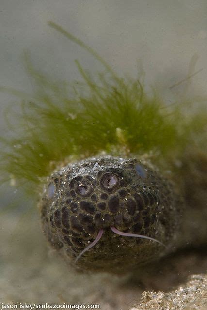 Elephant-trunk Sea Snake with Algae Growth