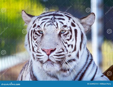 Royal White Bengal Tiger Looking Stock Photo - Image of predator, closeup: 22495210