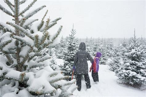 «Mother And Daughter Searching Christmas Tree Farm In Falling Snow» del ...