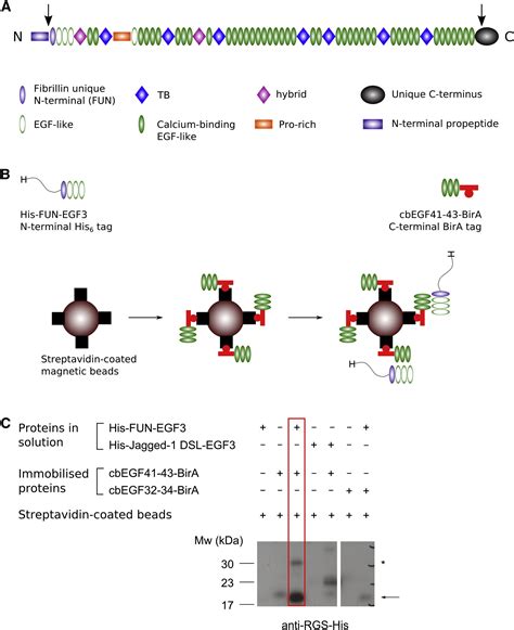 Structure of the Fibrillin-1 N-Terminal Domains Suggests that Heparan ...