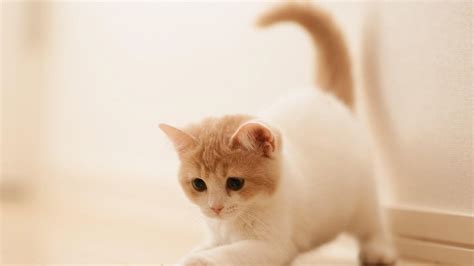 wallpaper for desktop, laptop | ap58-cute-cat-kitten-animal