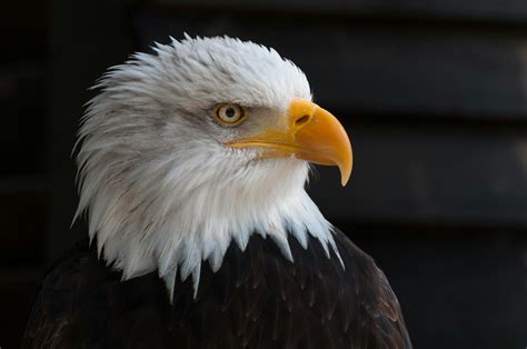 Close Photography of Bald Eagle · Free Stock Photo