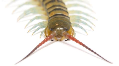 Phylogenetic analyses suggest centipede venom arsenals were repeatedly stocked by horizontal ...