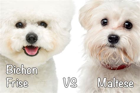 Bichon Frise vs. Maltese: Which Breed to Get? - Bichon World