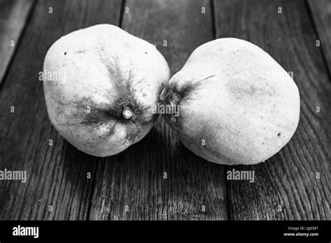 Quince on branch Black and White Stock Photos & Images - Alamy