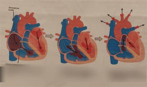 Systole and Diastole Diagram | Quizlet