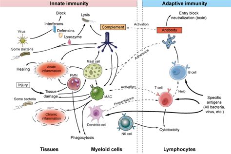 Innate and Adaptive Immunity - Creative Diagnostics