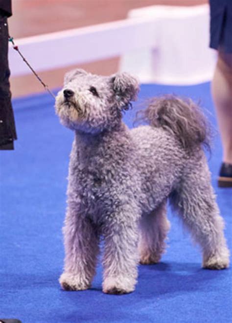 What breed is this? Saw on AKC dog show website but cannot find the breed. : r/dogbreed