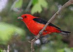 Tanager Photos - Photographs - Pictures