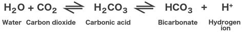 Chemical Makeup Of Carbonated Water | Saubhaya Makeup