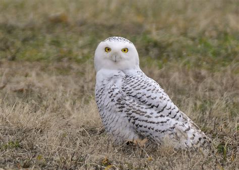 Snowy Owl | The Biggest Animals Kingdom