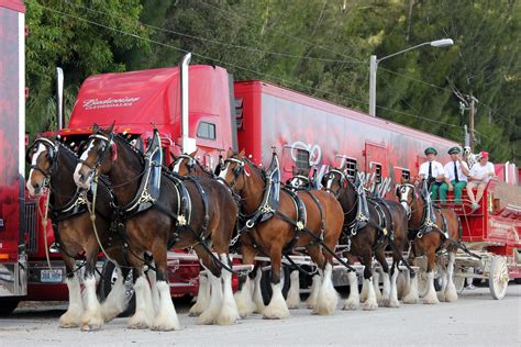 PHOTOS: Budweiser Clydesdales tour SWFL