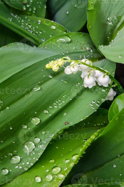 White Lilly of the valley on green leaves 3023583 Stock Photo at Vecteezy