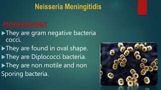 Neisseria Meningitidis Neisseria meningitidis Meningitidis Neisseria meningitidis | PPT