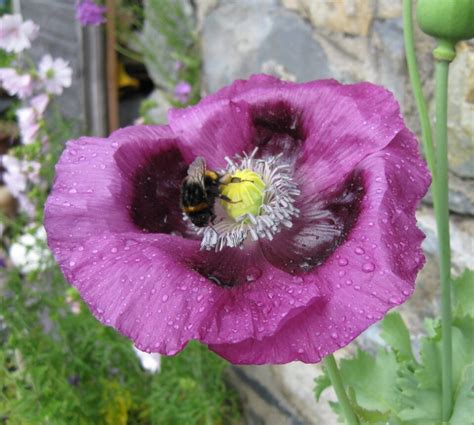 Bumblebee Conservation Trust: Call for volunteers | Snowdonia Society