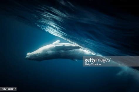 77 Humpback Whale Eye Stock Photos, High-Res Pictures, and Images ...