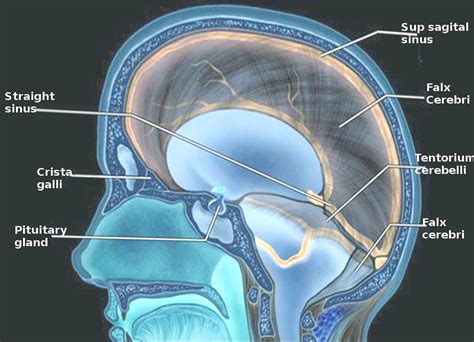 Neuroanatomy, Falx Cerebri | Spinal fluid, Intracranial pressure ...