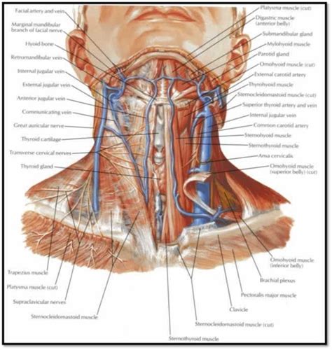 the head and neck are labeled in this diagram