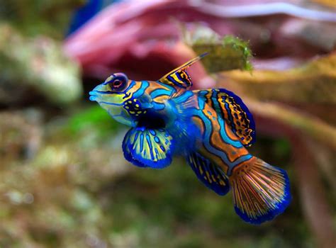 Beware of the beautiful but poisonous Mandarinfish - Australian Geographic