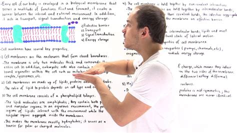 Properties of Cell Membrane - YouTube