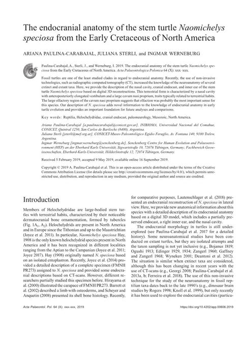 The Endocranial Anatomy of the Stem Turtle Naomichelys Speciosa from the Early Cretaceous of ...