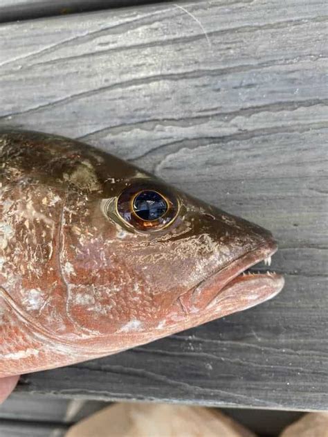 How To Catch Mangrove Snapper: Tips & Tricks from the Captain – Fish ...