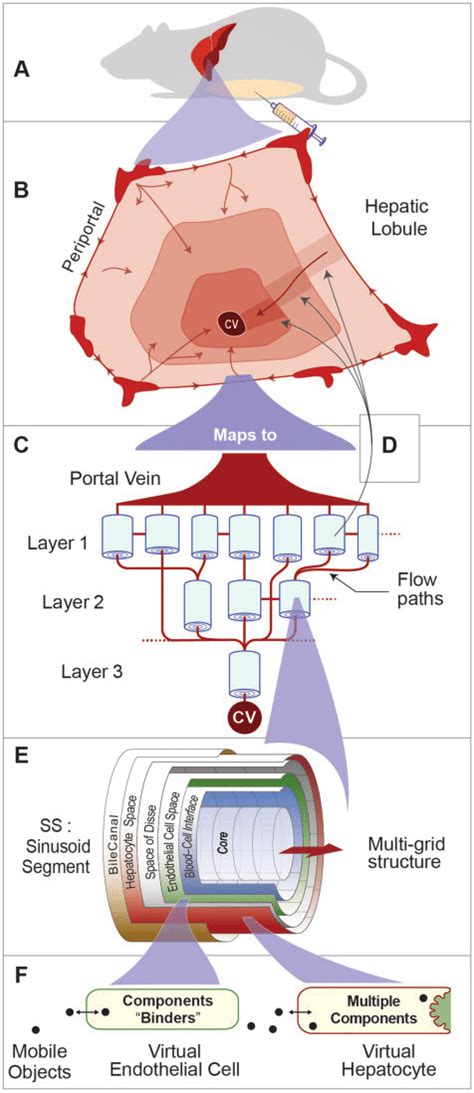 Virtual Mouse components and their organization. A, A virtual Mouse... | Download Scientific Diagram