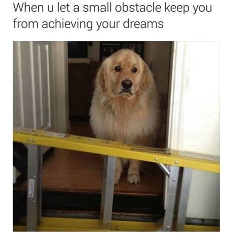 29 HECKIN FUNNY Doggo Memes That Will Keep You Borking All Day Long ...