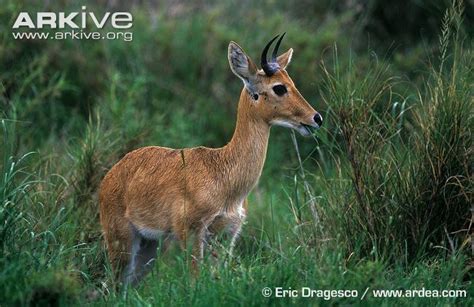 Southern reedbuck - Alchetron, The Free Social Encyclopedia