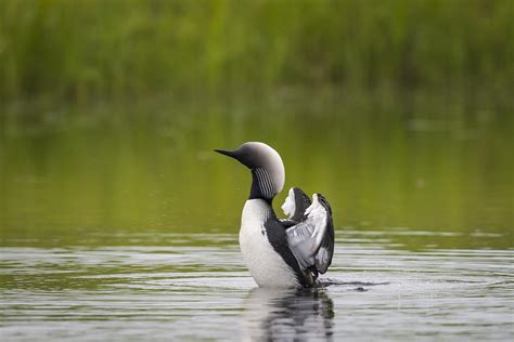 Pacific Loon Photograph by John Shaw - Fine Art America