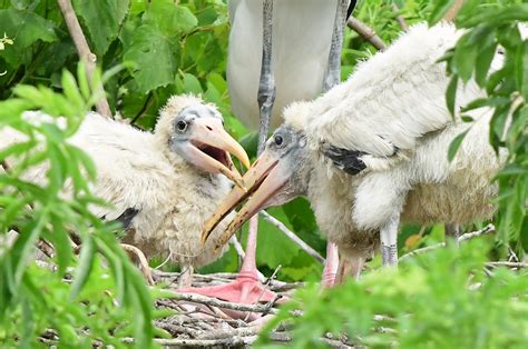 Why the storks bring the babies! | Dina's Wildlife Adventures