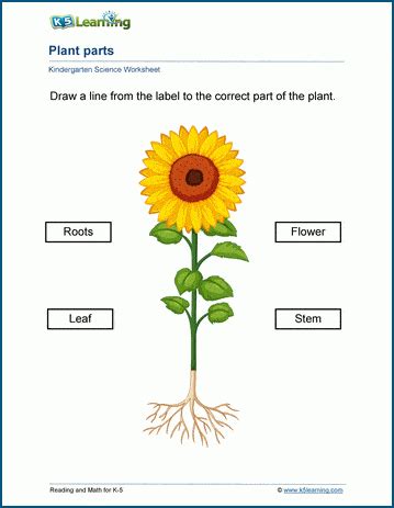 K5 Adds Kindergarten Science Worksheets | K5 Learning