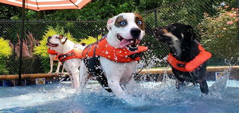 Salt Water Pool and Dog Water Park | Bubbles and Bows