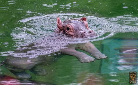 Dallas Zoo's New Baby Makes Public Debut