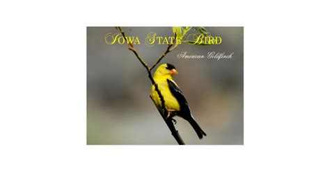 Iowa State Bird - American Goldfinch Postcard | Zazzle