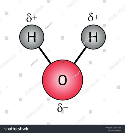 Polar Covalent Bonds Water Molecules H2o Stock Vector (Royalty Free) 2108068868