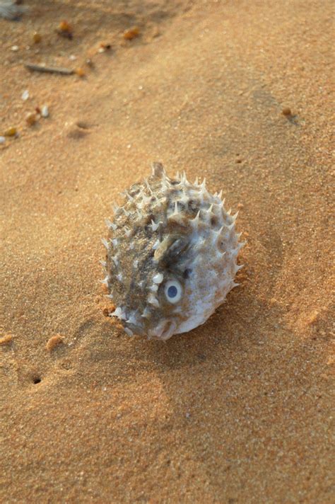 Puffer Fish Poisoning: What You Need To Know - BusinessToday