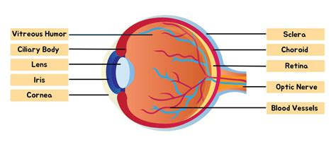 10 Parts of the Eye - Earth How