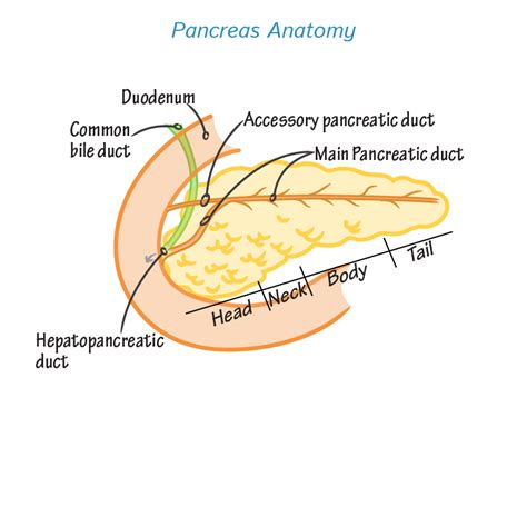 Histology Glossary: Pancreas - Anatomy & Histology | Draw It to Know It