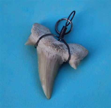 Prehistoric Great White Shark Tooth | Great white shark teeth, Teeth images, Shark teeth