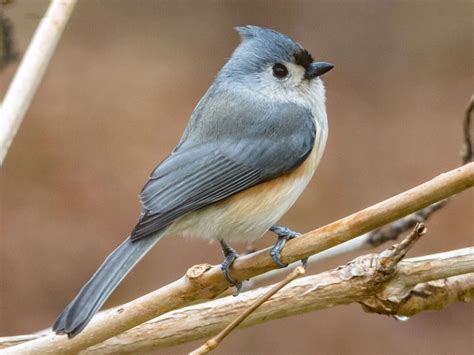 Tufted Titmouse | Celebrate Urban Birds