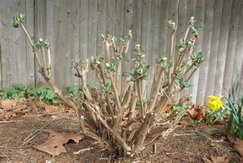 WHEN AND HOW TO PRUNE BACK BUDDLEIA |The Garden of Eaden