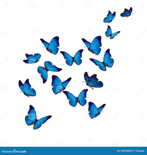 Top 47+ hình ảnh blue butterfly white background - Thptlehongphong.edu.vn