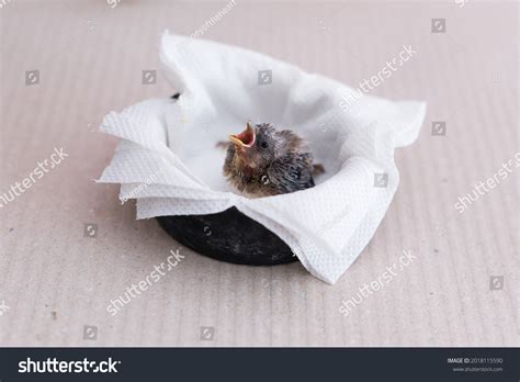 Little Baby Goldfinch Fallen Nest Stock Photo 2018115590 | Shutterstock