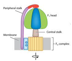 f1f0- ATP synthase Flashcards | Quizlet