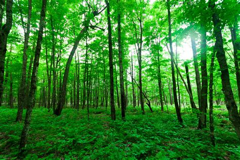 Forest | Diamond Roof Wisconsin State Natural Area #454 Ocon… | Flickr