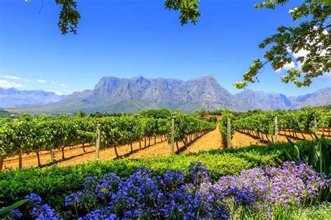 Cape Winelands: A Handy Guide For A Heartwarming Holiday